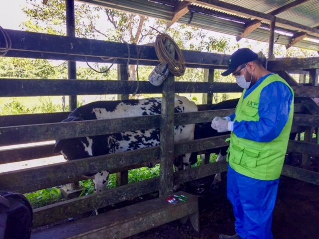 Modificación el protocolo para el diagnóstico de brucelosis bovina