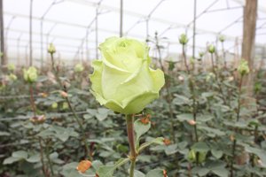 Rosas-colombianas-llegaran-a-Costa-Rica-1.JPG