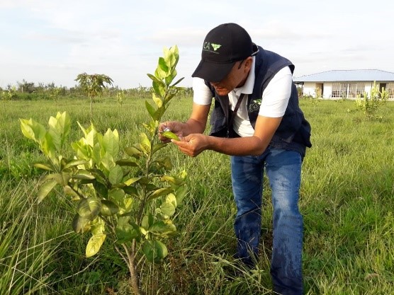 Los cultivos de musáceas y frutales de Arauca son monitoreados por el ICA 