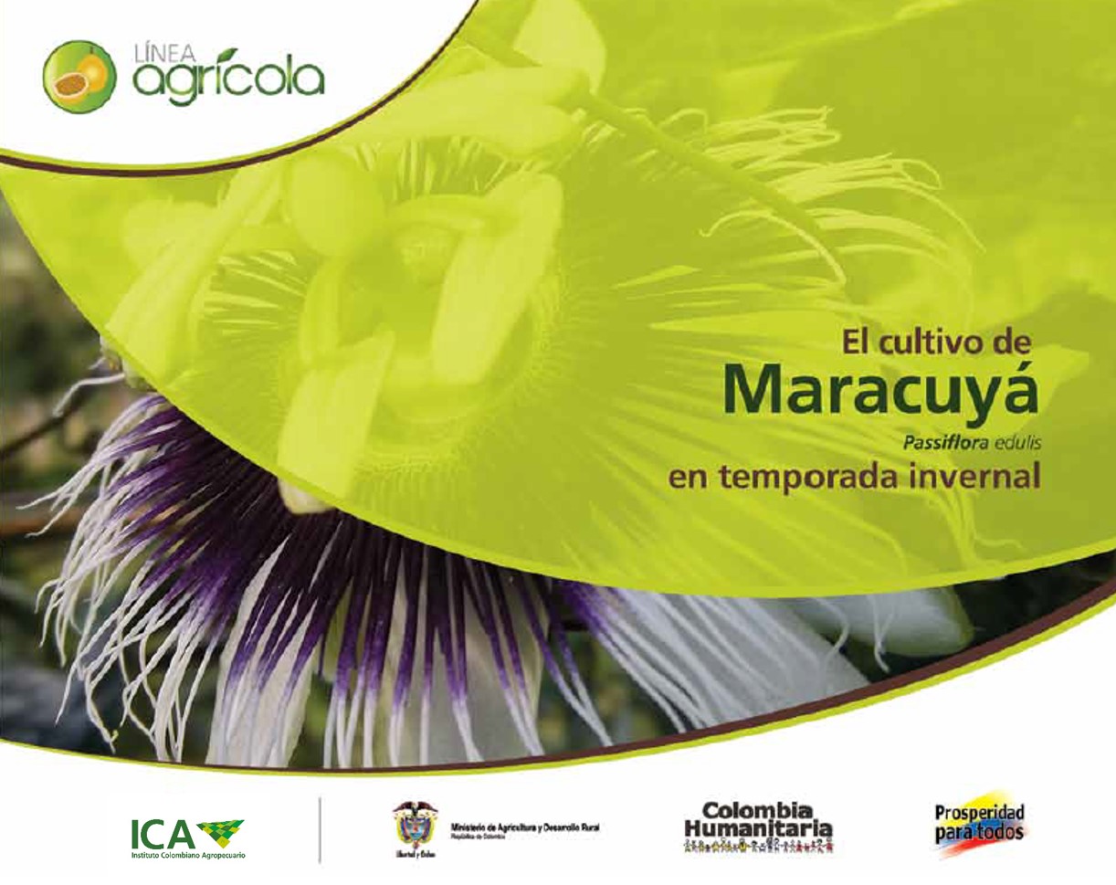 Imagen de El cultivo de maracuyá en temporada invernal