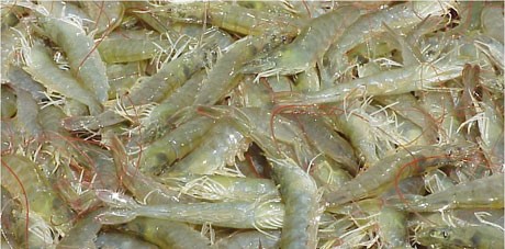 ICA verificó y avaló primera exportación de larvas de camarón Litopenaues Vannamei a Perú 