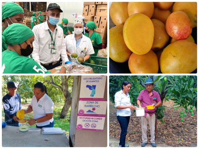 Predios productores de mango.