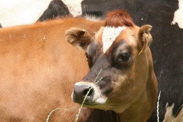 Colombia importa material genético bovino procedente de Canadá