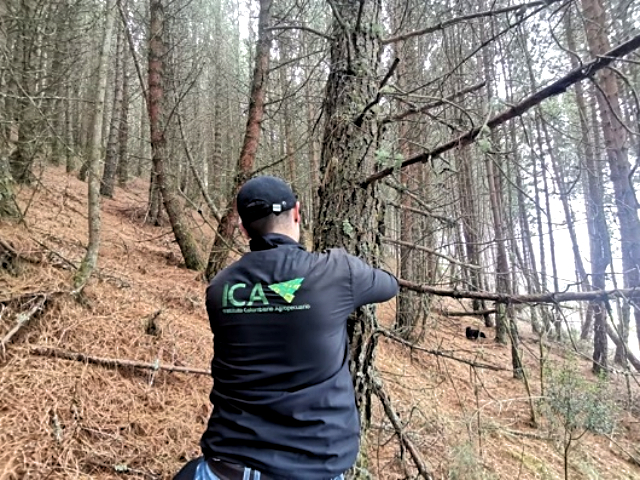En Boyacá, el ICA trabaja por la sanidad de las plantaciones forestales con fines comerciales 