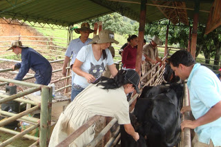 El ICA entrega parte de tranquilidad en la vacunación contra la brucelosis bovina en el país