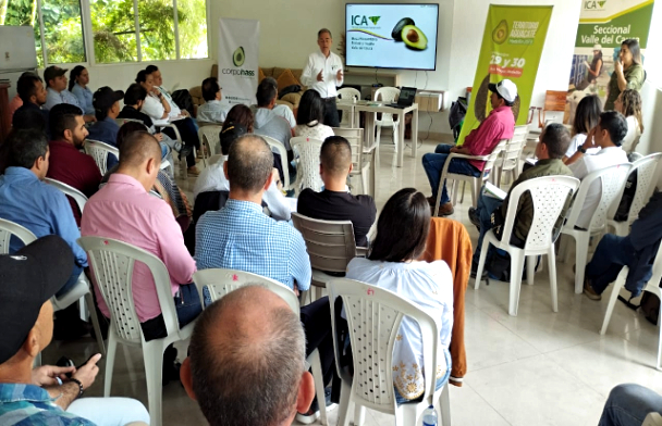 Conformación de Mesa Fitosanitaria de Aguacate Hass en el Valle del Cauca