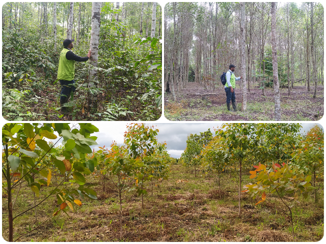 Continúa la vigilancia activa a los cultivos forestales en Guaviare 