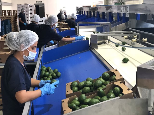 Aguacate Hass producido en el Tolima llega a las mesas españolas