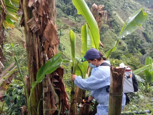 Brigada fitosanitaria en Risaralda para proteger los cultivos de plátano y banano 