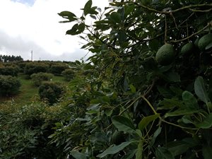 Aguacate-2.jpg