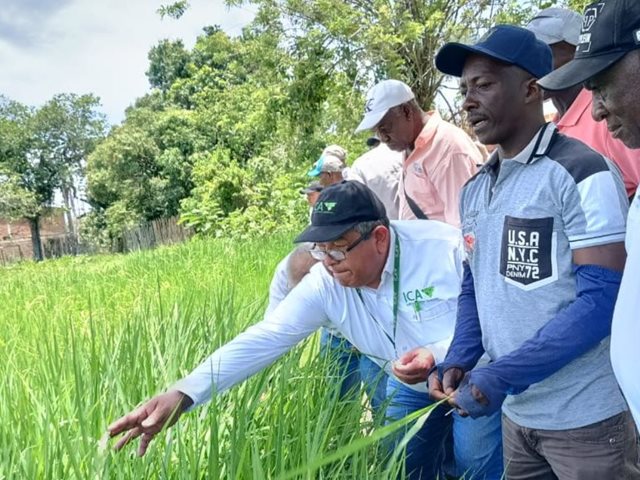 El ICA capacitó a productores de arroz en Jamundí, Valle del Cauca.