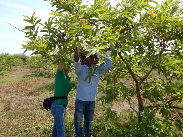 El ICA realizó brigada fitosanitaria en los cultivos de guayaba de la Hoya del río Suárez