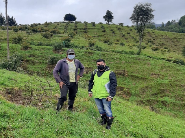 Visita a predio de aguacate en el municipio Colón.