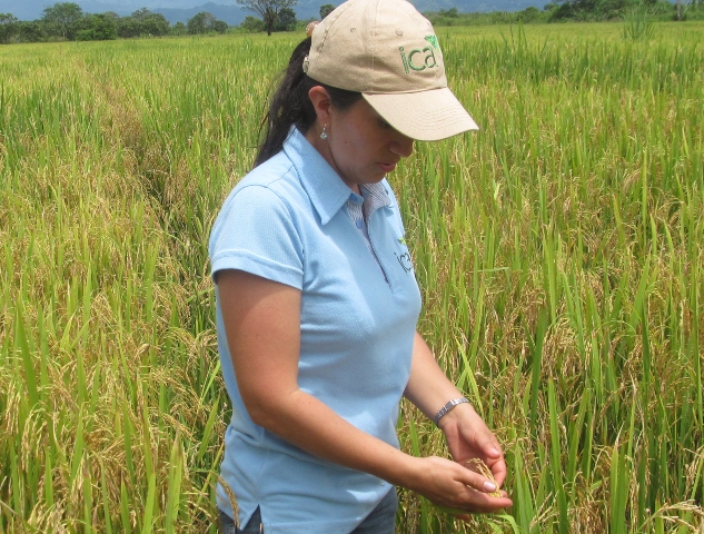 El ICA y gremios del Meta definieron fechas de venta y siembra de semilla para cultivos de arroz, maíz y soya  