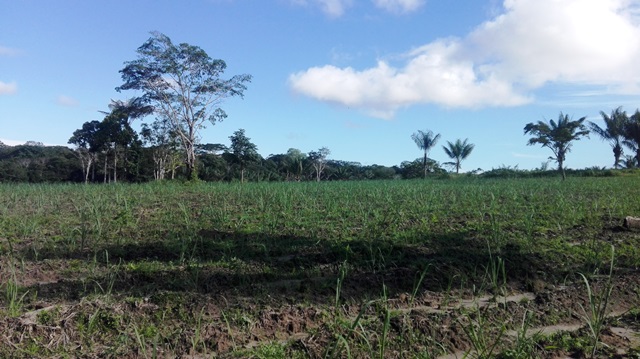 En el Guaviare, exintegrantes de grupos armados reciben acompañamiento del ICA para fortalecer sus proyectos productivos