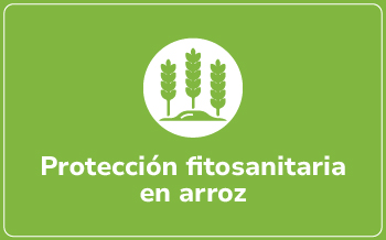 Arroz