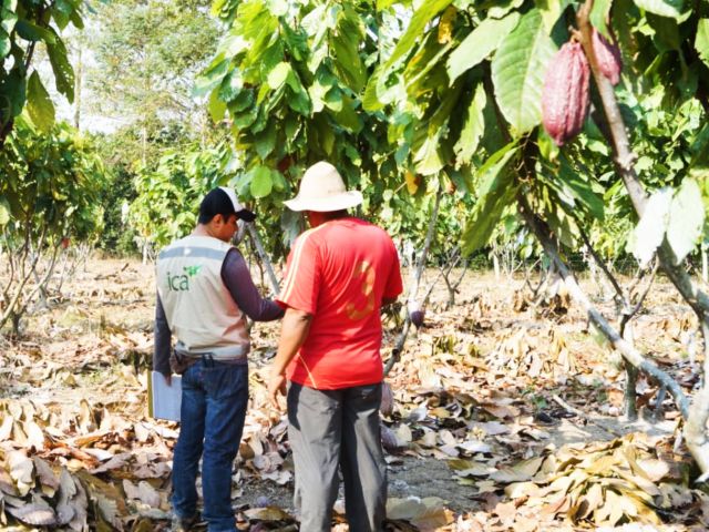 Con aroma y calidad, el cacao del Meta avanza hacia la competitividad 