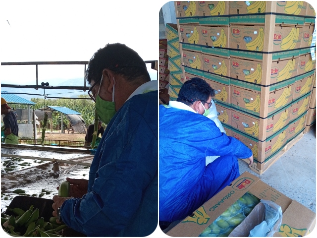 Predios exportadores de banano de La Guajira, supervisados por el ICA 