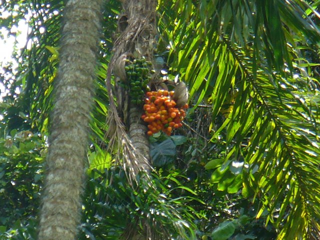 Con monitoreo preventivo el ICA trabaja por la buena cosecha del chontaduro en Risaralda