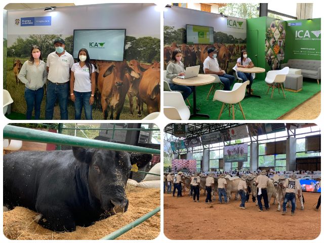Feria Nacional del Cebú 2021.