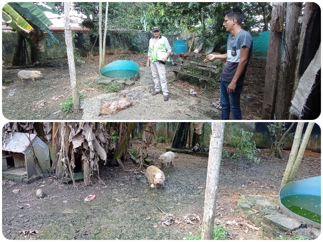 Visita a predios pecuarios de alto riesgo con explotaciones porcinas de traspatio en Vaupés