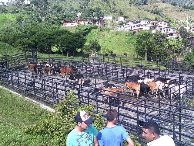 Ingreso de bovinos a la Feria Ganadera de El Carmen de Atrato fue supervisado por el ICA
