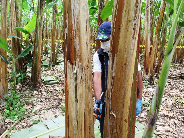 Plantaciones de plátano y banano de Arauca con estricta vigilancia del ICA 