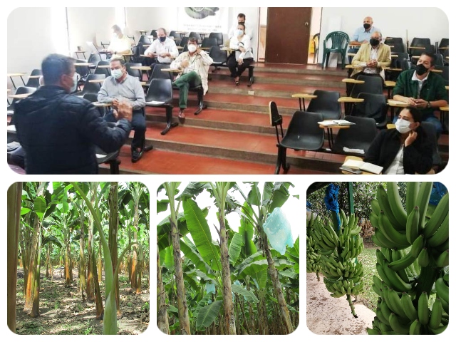 Funcionarios ICA y plantaciones de plátano.