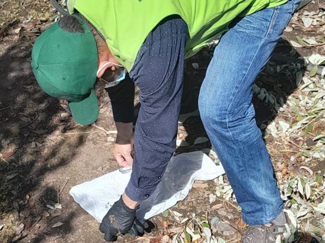 Implementación de prácticas fitosanitarias