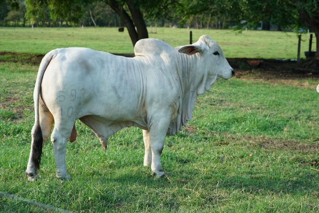 Foto-ICA-logros-2021-Animal.jpg