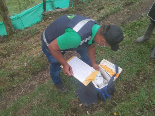 El ICA supervisa la vacunación contra la aftosa en el Cauca 