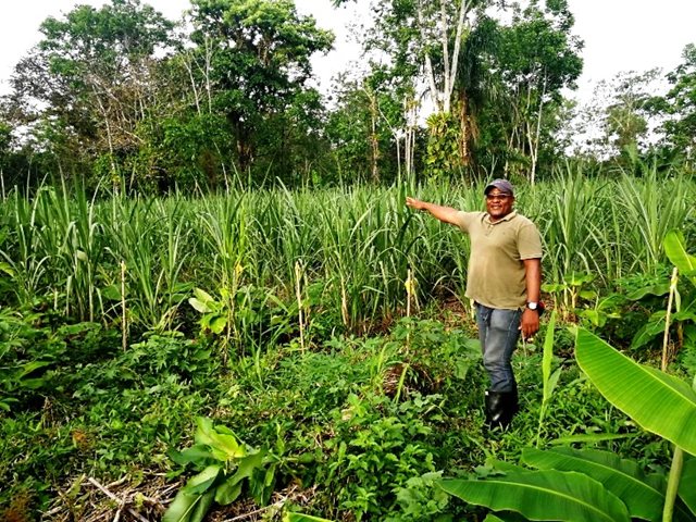En el Chocó se produce caña panelera de calidad