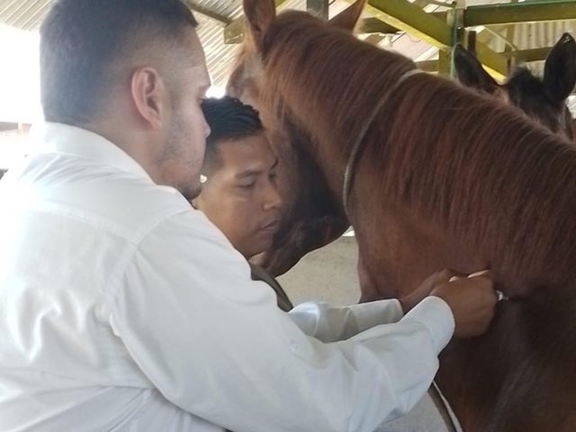 Vacunación Encefalitis Equina Venezolana
