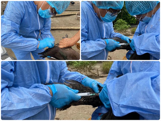 Toma de muestras a aves de traspatio.
