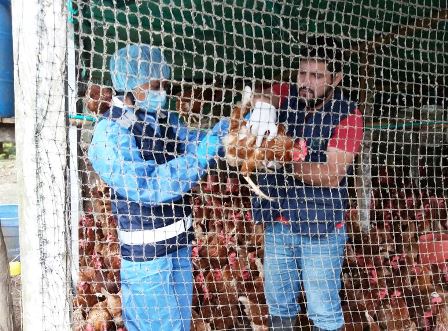 El ICA realiza vigilancia activa de la enfermedad de Newcastle en predios avícolas del Putumayo