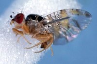 ICA declara emergencia fitosanitaria en cuatro departamentos por presencia de la Mosca del Mediterráneo