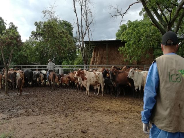 En el Tolima se trabaja para prevenir, controlar y erradicar la tuberculosis bovina