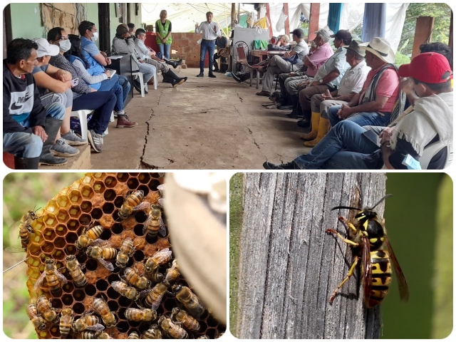 Socialización para protección de abejas 