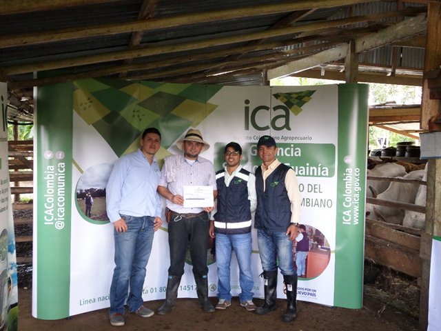 En Guainía, el ICA certificó el primer hato libre de brucelosis bovina 