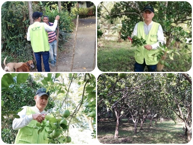actividades fitosanitarias para prevenir enfermedades de control oficial 