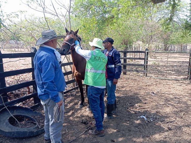 ICA fortalece la sanidad y el bienestar de equinos en el Atlántico