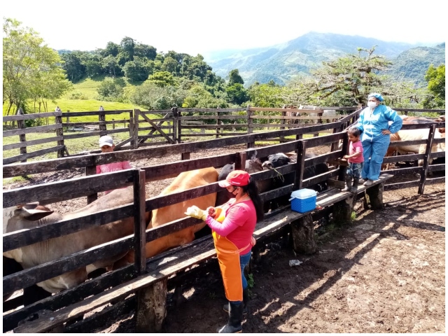  El ICA supervisa la vacunación contra fiebre Aftosa y la Brucelosis bovina en Caldas