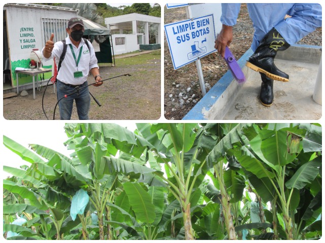 El reporte oportuno de plantas sospechosas y la bioseguridad en las fincas evitan la dispersión de Fusarium R4T 