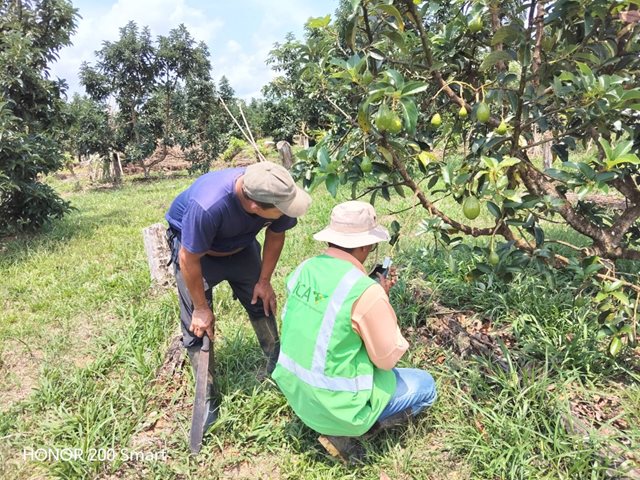 El ICA en el Guaviare apuesta a mejor producción con cultivos libres de plagas