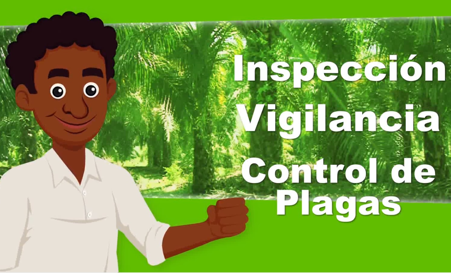 Inspección, vigilancia y control de plagas de la palma