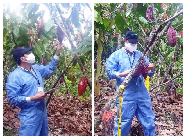 Productores cacao en Muzo, Boyacá, reciben acompañamiento del ICA 