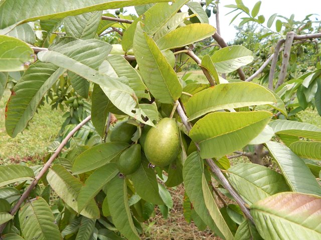 En Antioquia, el ICA realiza día de campo sobre medidas fitosanitarias para el control de moscas de la fruta     