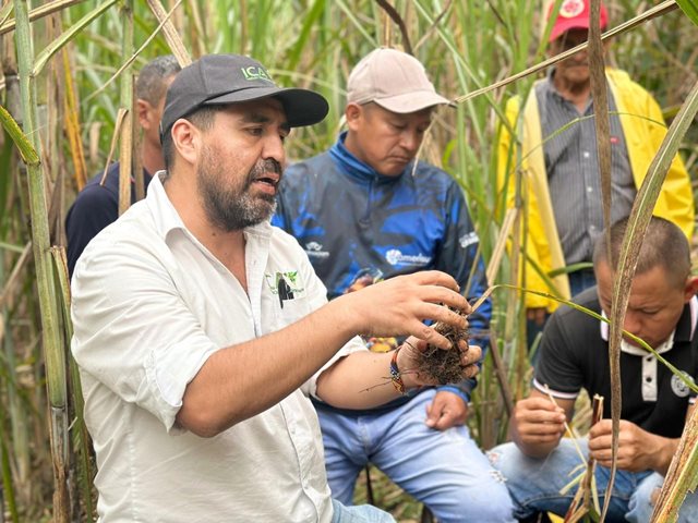 Extensión fitosanitaria con productores de caña.