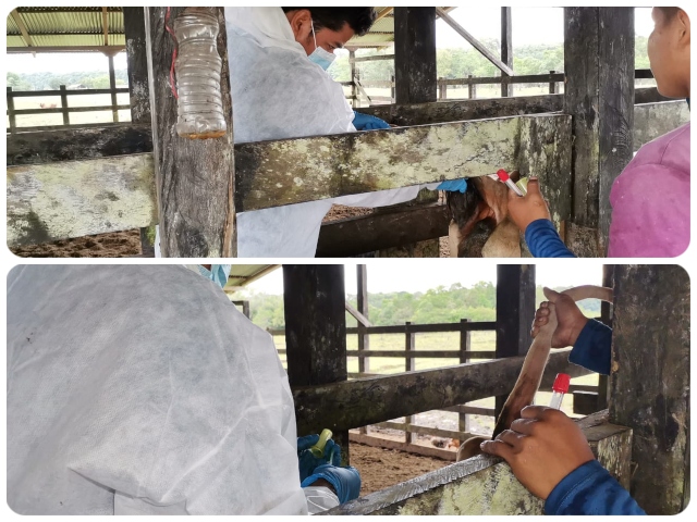 Predio de la comunidad de San Miguel en Vaupés certificado como libre de brucelosis bovina