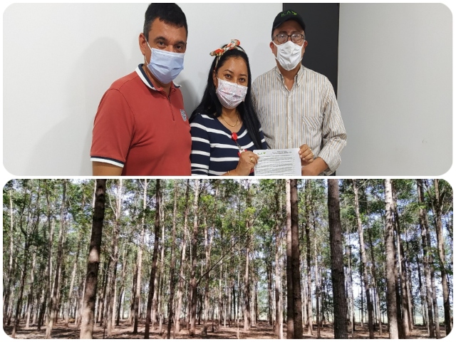 En Arauca aumenta el número de predios registrados para la producción de plantaciones forestales con fines comerciales